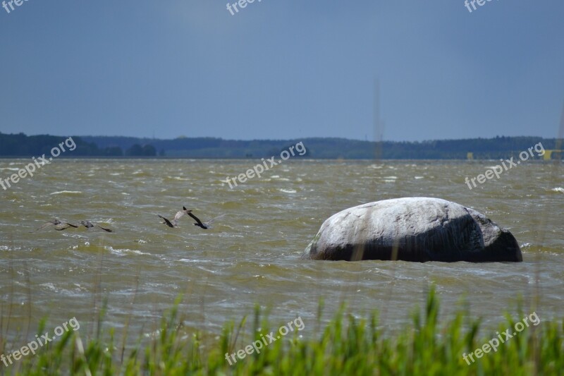 Eighth Water Devil Stone Pudagla Cormorant Free Photos