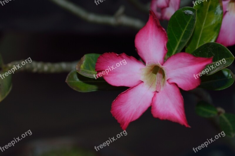 The Azalea Flowers Desert Flower Leaves The Pink Flowers