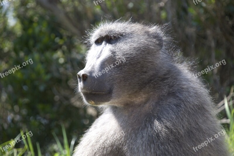 Baboon Animal Mammal Wildlife Africa