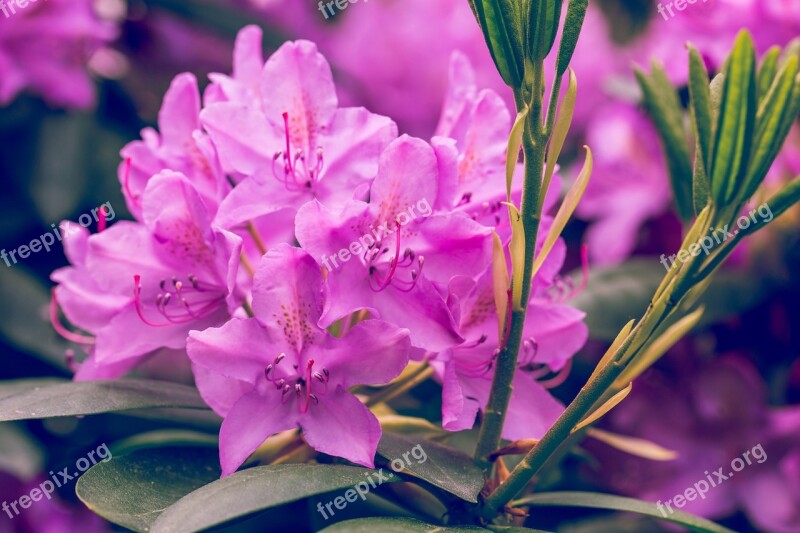 Blossom Bloom Rhododendron Plant Flower