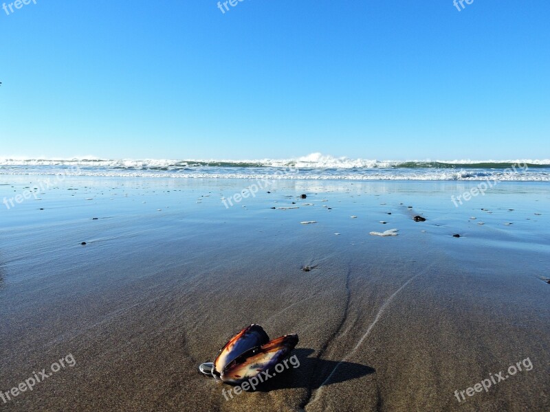 Open Shell Lincoln City Beach Oregon Coast