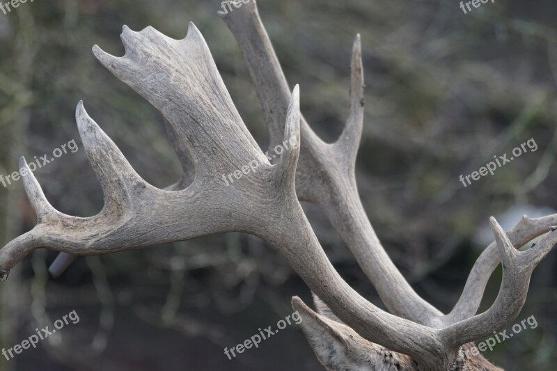 Antler Horned Animal Free Photos