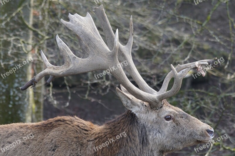 Sika Deer Horned Antler Pride Animal