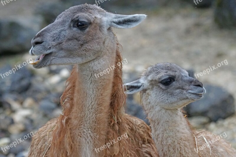 Guanaco Dam Young Animal Paarhufer Calluses Ohler