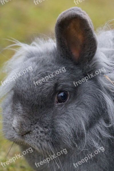 Dwarf Rabbit House Rabbit Pet Domesticated Portrait