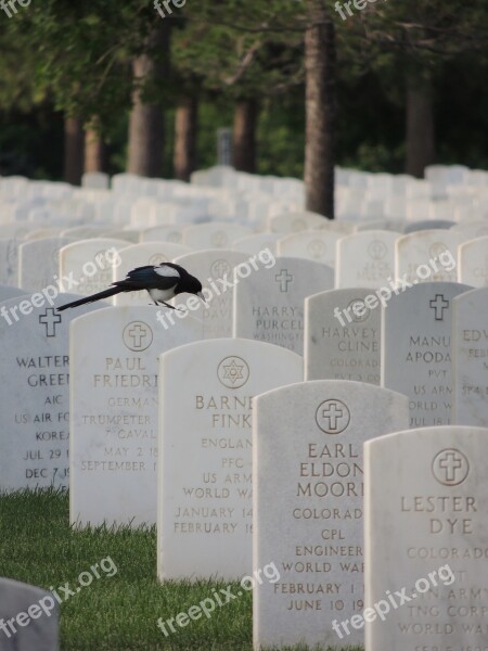 Black-billed Magpie Magpie Cemetery Black-billed Black