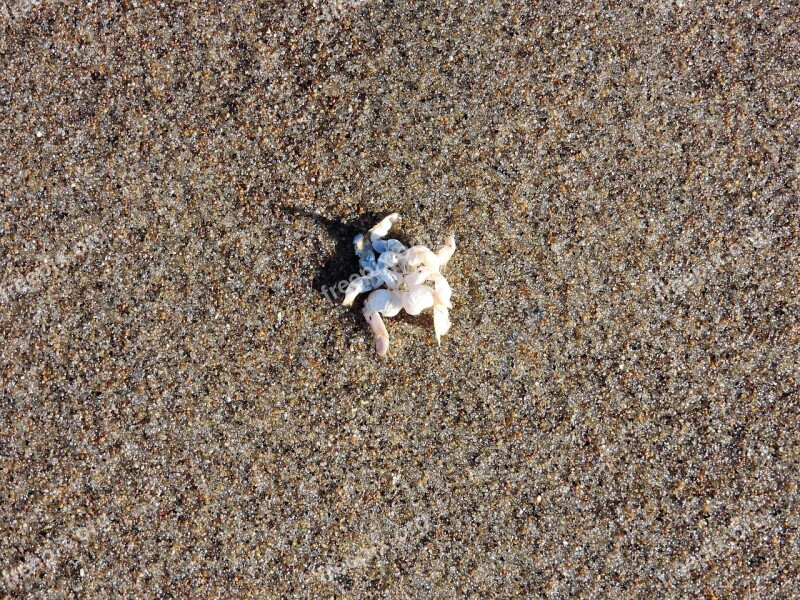 Crab Sand Crab Shell Shell Carcass