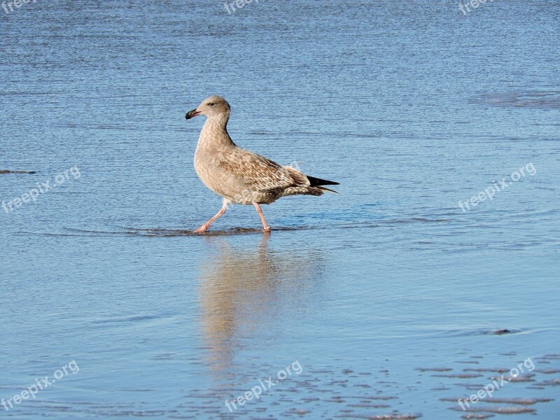 Gull Herring Lesser Black-backed Wading Coast