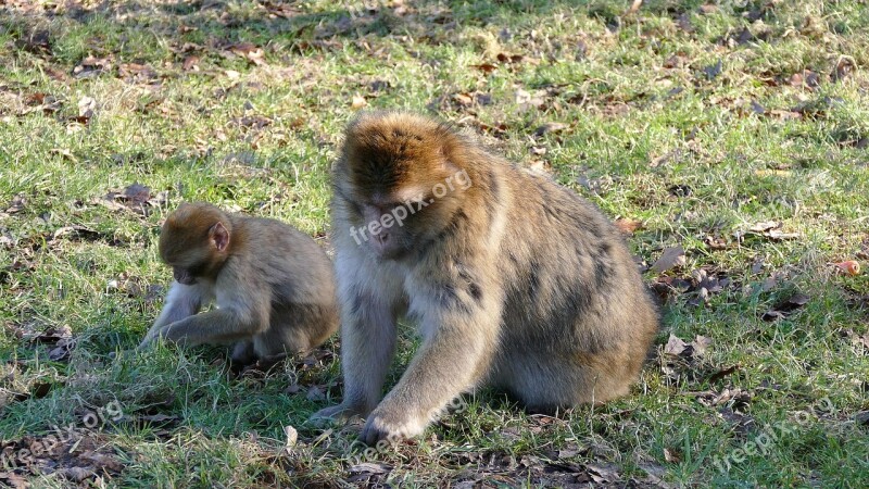 Barbary Macaque Monkeys Barbary Macaque Wildlife