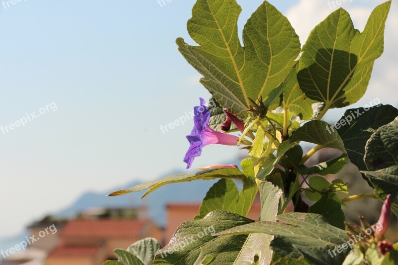 Flower Tree Spring Flowers Petals Bloom