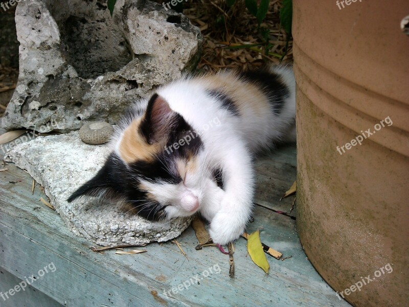 Petit Cat Nap Kitten Free Photos