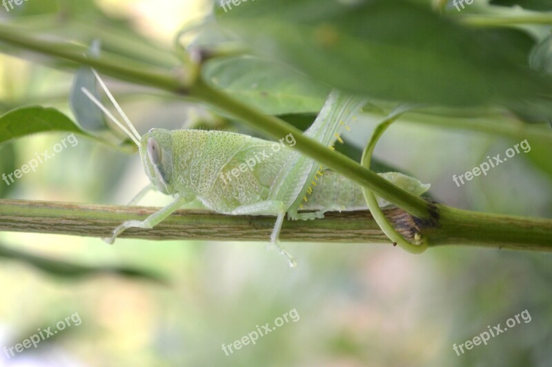 Cricket Nature Grasshopper Insect Wildlife