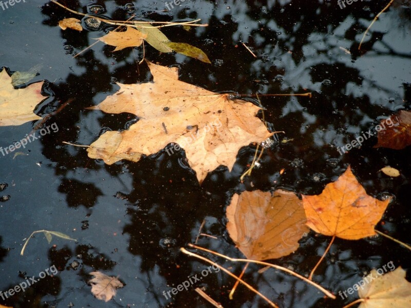 Leaves Autumn Landscape Nature Dead Leaf Fall