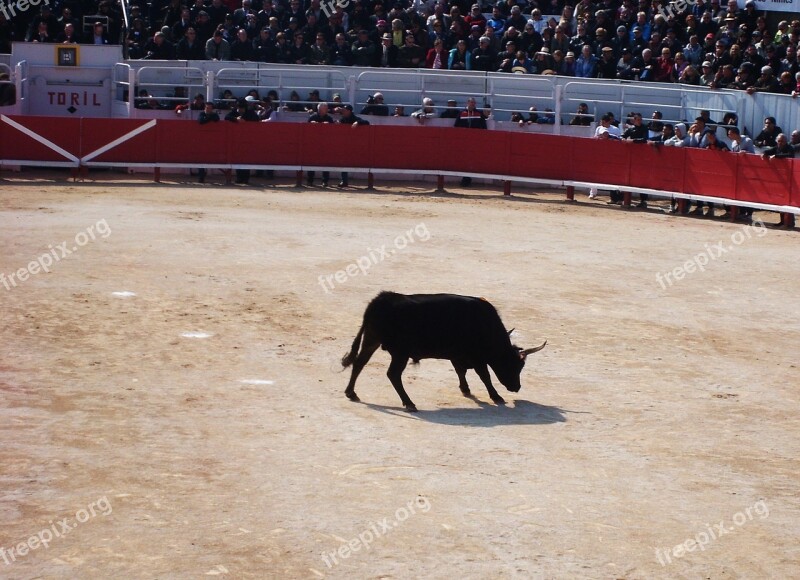 Camargue Feria Bull Arena Cockade