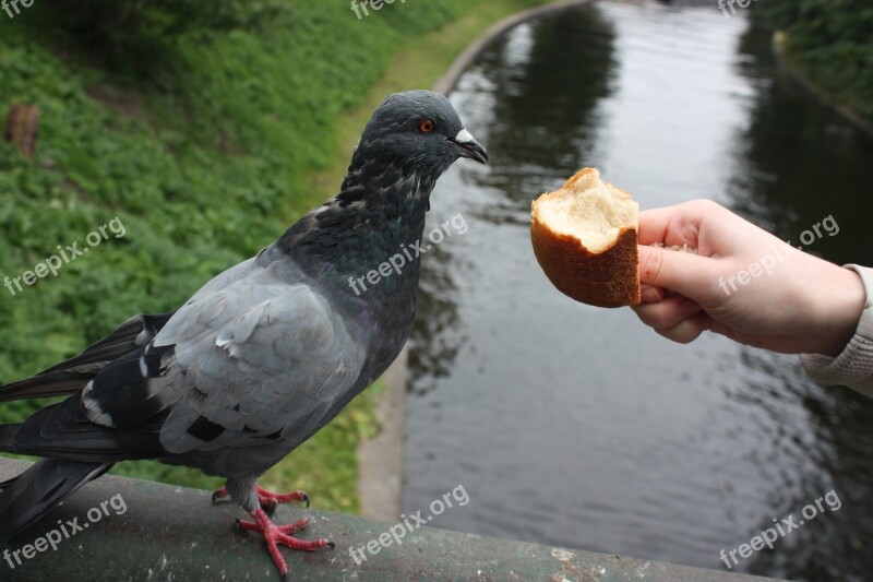 Bird Dove Feed Bread Muffin