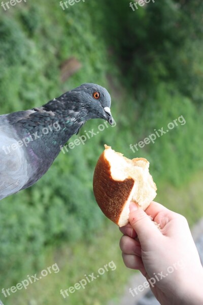 Dove Feed The Jitters Bread Shock