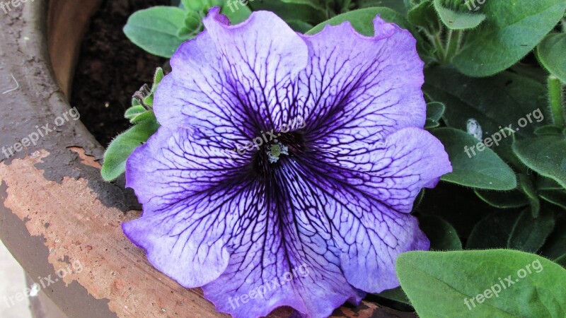 Cyprus Paralimni Square Flower Colourful