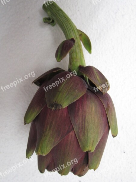 Artichoke Vegetables Antioxidants Healthy Anti Aging