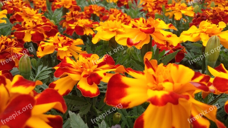 Marigold Flowers Natural Flower Bed Free Photos