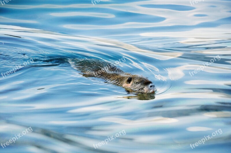 Nutria Water Rat Rat Wild Nature