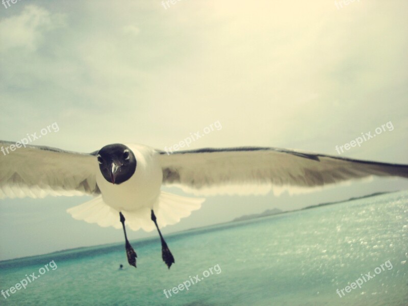 Beach Trip Water Nature Bird