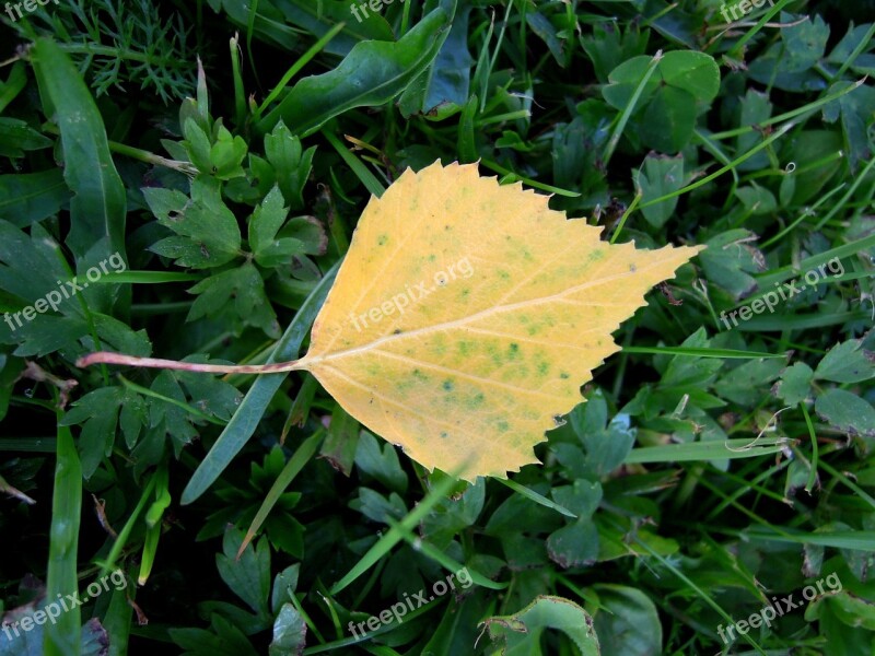 Leaf Yellow Foliage Nature Autumn