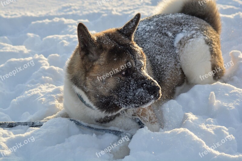 Dog Winter Pet Animal Snow