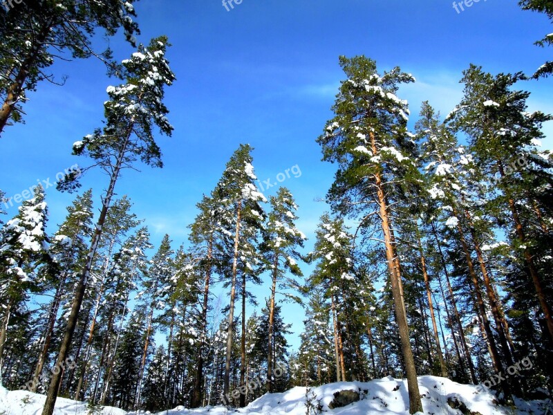 Landscape Finnish Sky Forest Nature