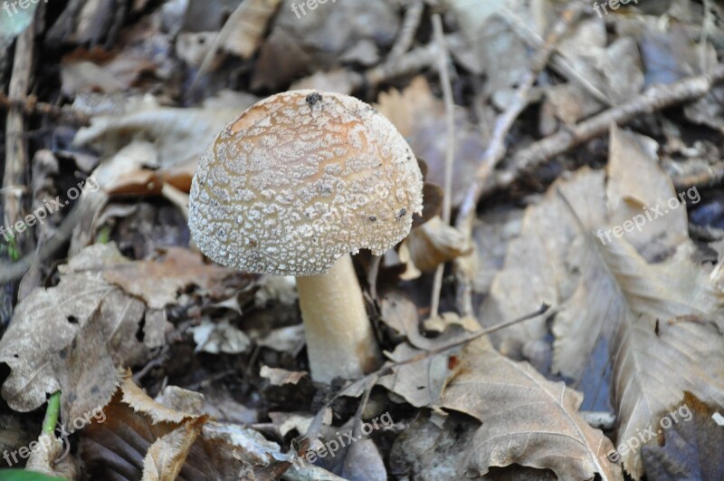 Fungus Poisonous Mushroom Forest Forest Mushrooms Fall