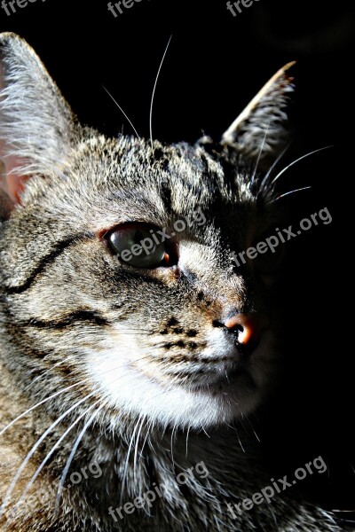 Cat Shadow Pet Portraits Kitten Watch