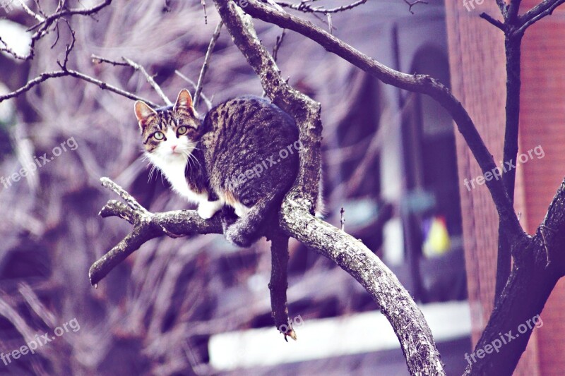 Cat Stray He Is Climbing Up A Tree Animal Domestic Cat