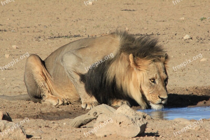 Lion Drinking Waterhole Safari Water