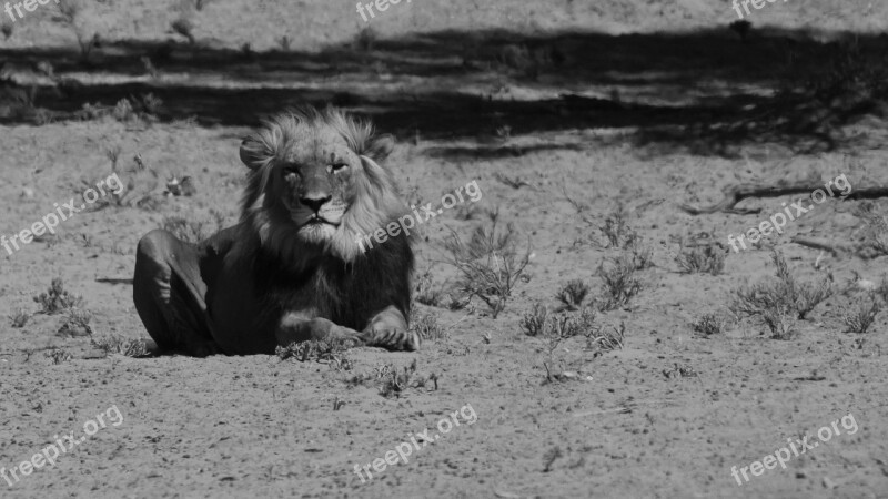 Lion Black White Africa Wild