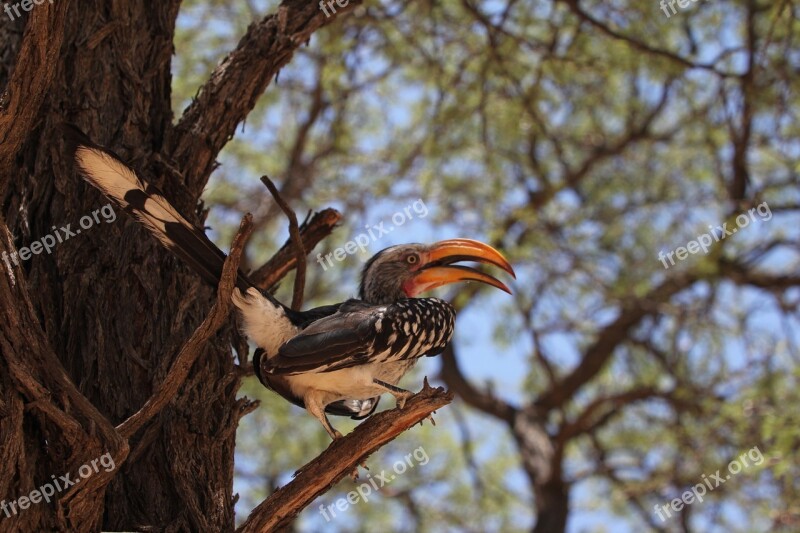 Hornbill Bird Africa Wild Wildlife