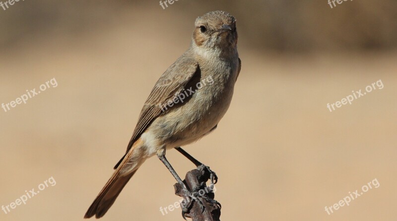 Flycatcher Bird Wildlife Nature Ornithology