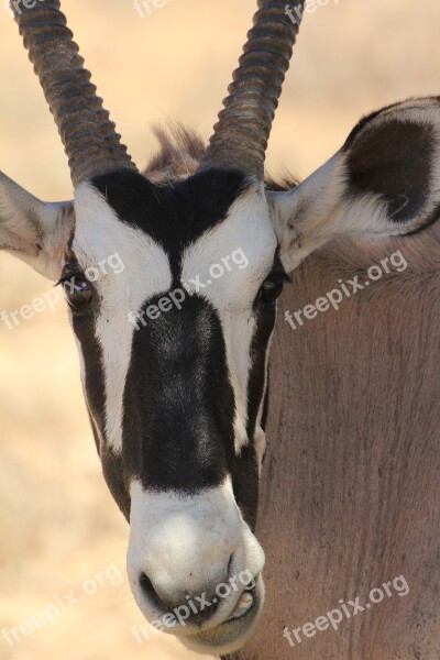 Gemsbok Kalahari Animal Africa Antelope