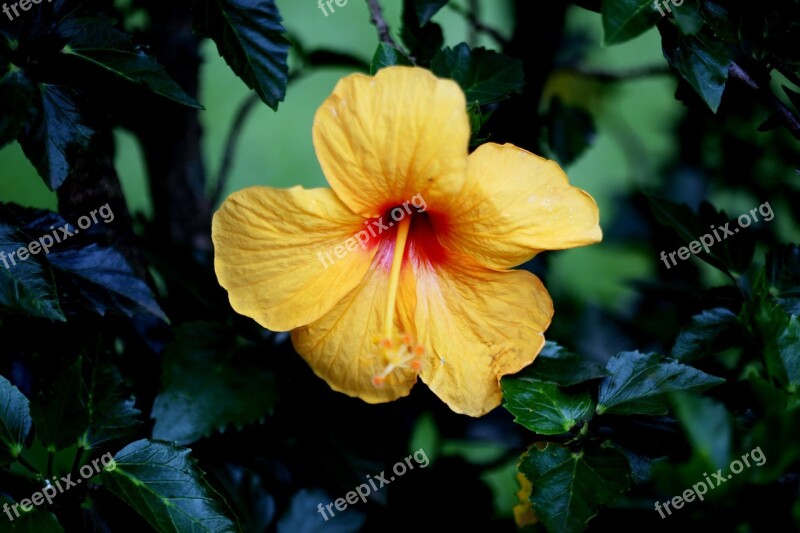 Hibiscus Flower Yellow Natural On The Branch Botany