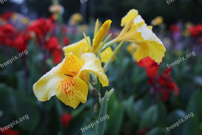 Flower Yellow Field Wet Tropical Flower Natural Flower Garden