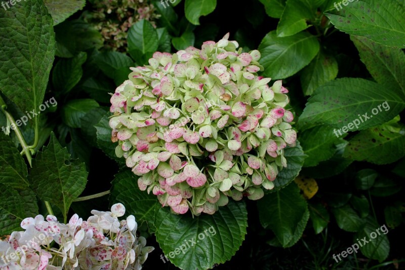 Hydrangea Garden Flower Colorful Natural The Greyhound