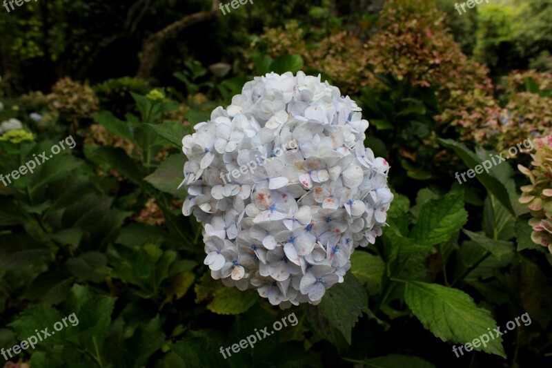 Hydrangea Garden Flower Colorful Natural The Greyhound