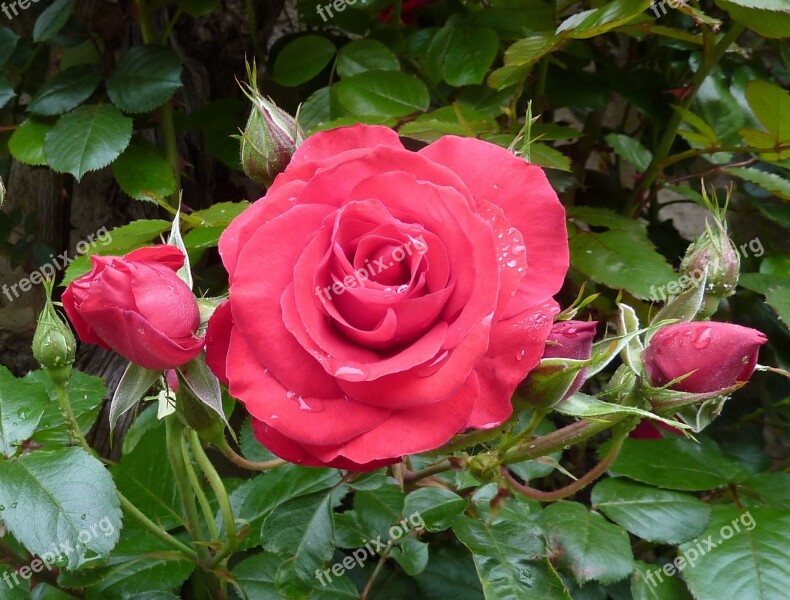 Roses Pink Rose Bloom Free Photos