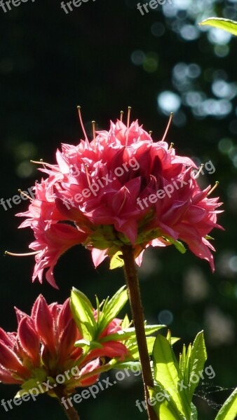 Azalea Backlighting Pink Free Photos