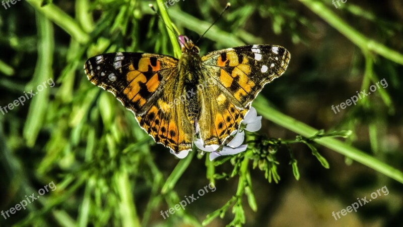 Butterfly Colourful Nature Spring Insect