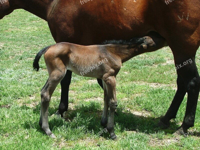 Mare Foal Lunch Nursing Free Photos