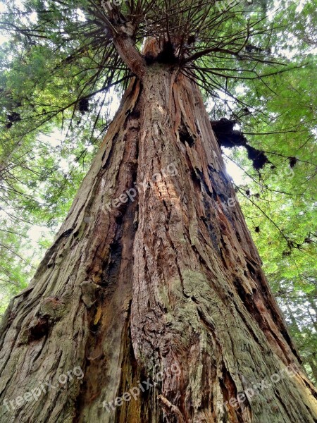 Redwood Usa America Redwood National Park Tree