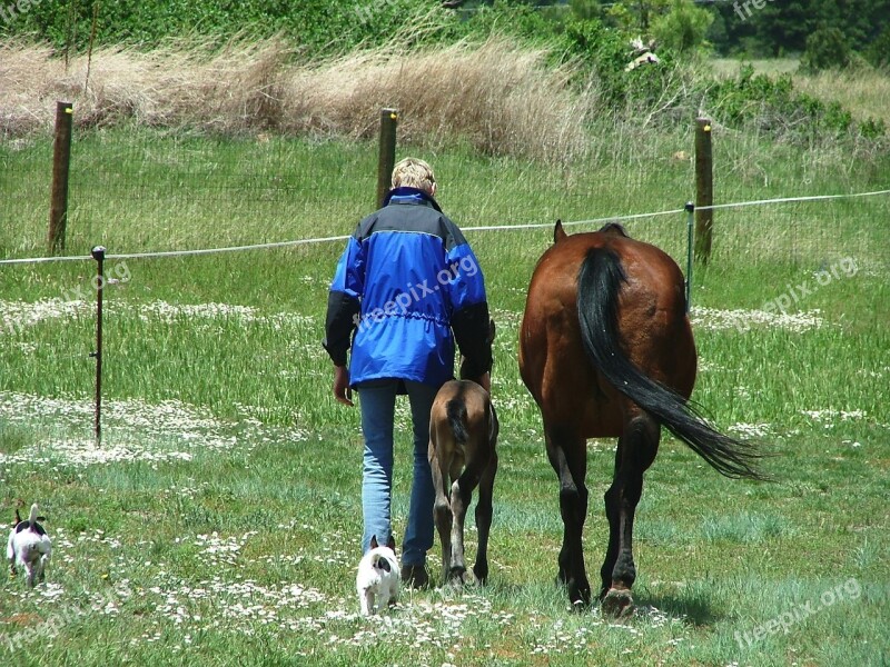 Mare Foal Birthday Free Photos