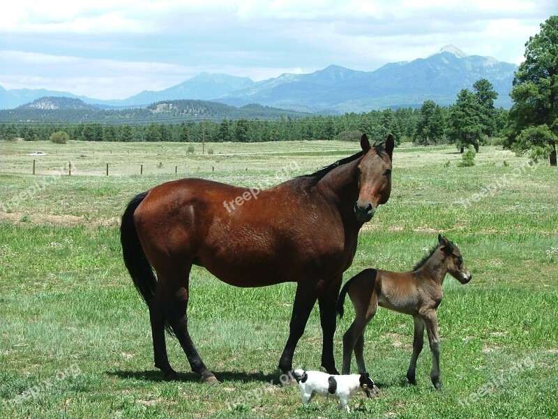 Mare Foal Jrt Free Photos