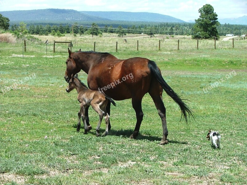 Mare Foal Horses Free Photos