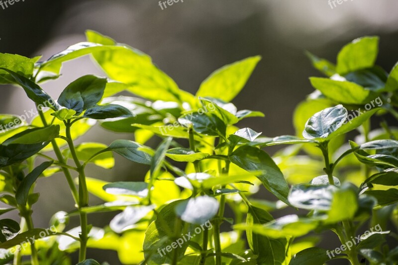 Basil Leaf Food Green Fresh