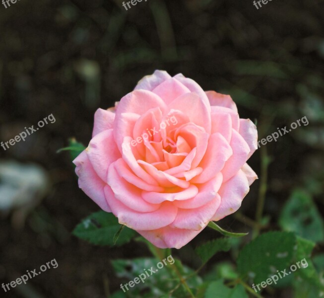 Rose Pink Flower Petal Romantic